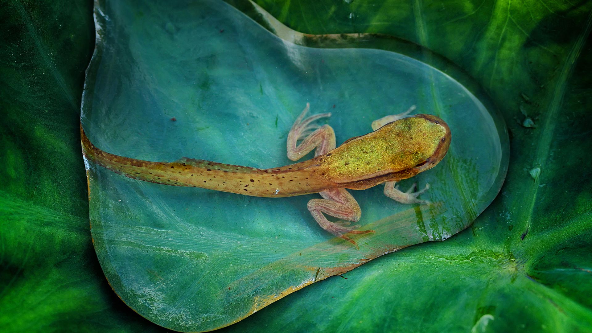 水中的幼年青蛙 (© Adhi Prayoga/REX Shutterstock)