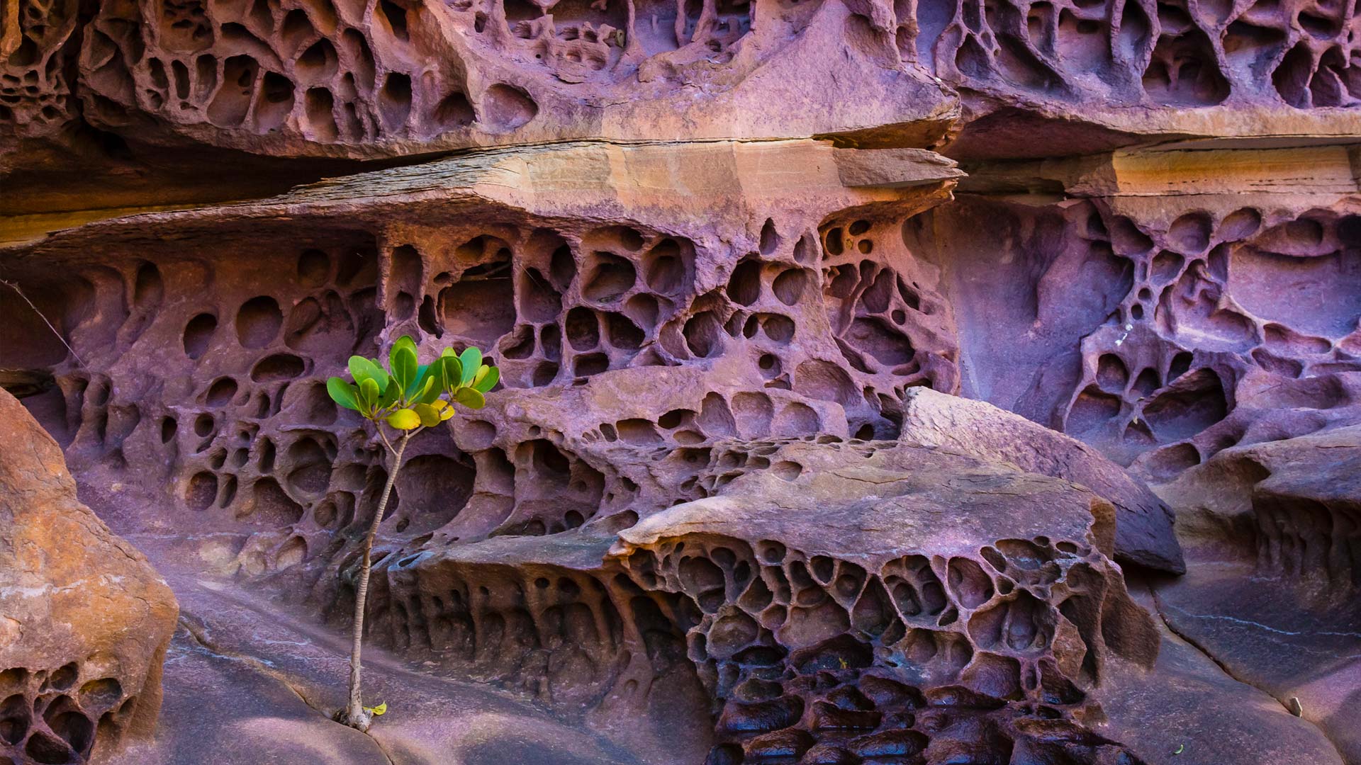 蜂窝状风化作用，澳大利亚 (© Ralph Lee Hopkins/Shutterstock/Offset)