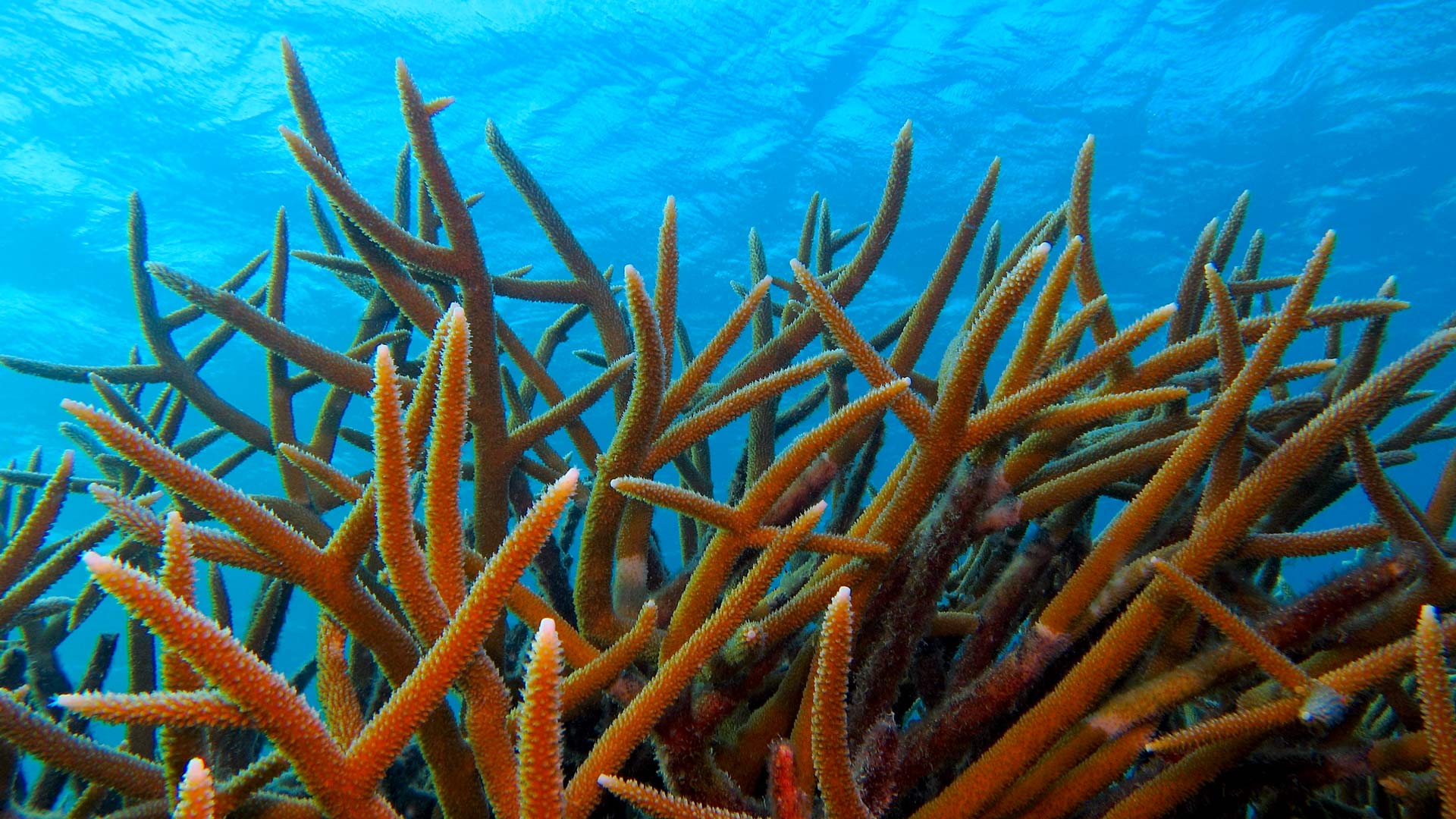 浅海中的鹿角珊瑚 (© blue-sea.cz/Shutterstock)
