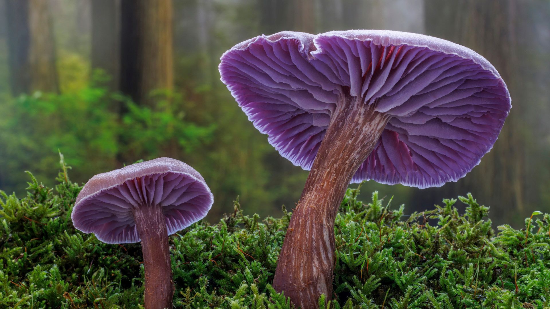 紫蜡蘑，西贝克，华盛顿州，美国 (© Danita Delimont/Shutterstock)