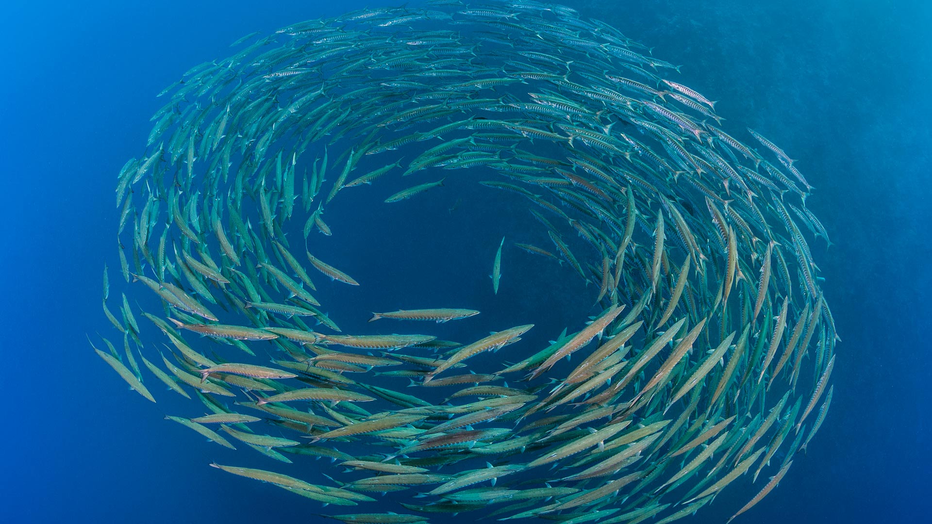 黑鳍梭鱼群，鲨鱼礁，拉斯穆罕默德国家公园，西奈半岛，埃及 (© Alex Mustard/Nature Picture Library)