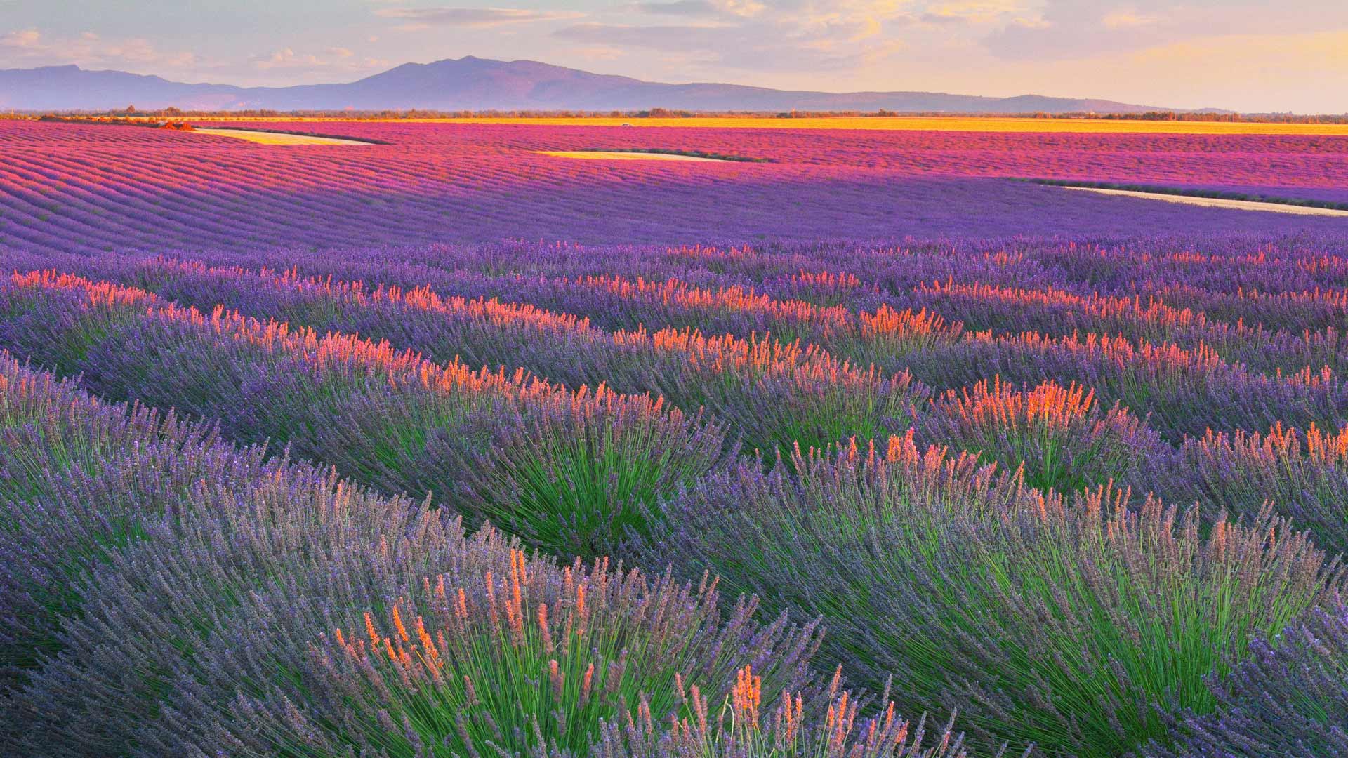 瓦朗索勒高原的薰衣草田，法国 (© zpagistock/Getty Images)