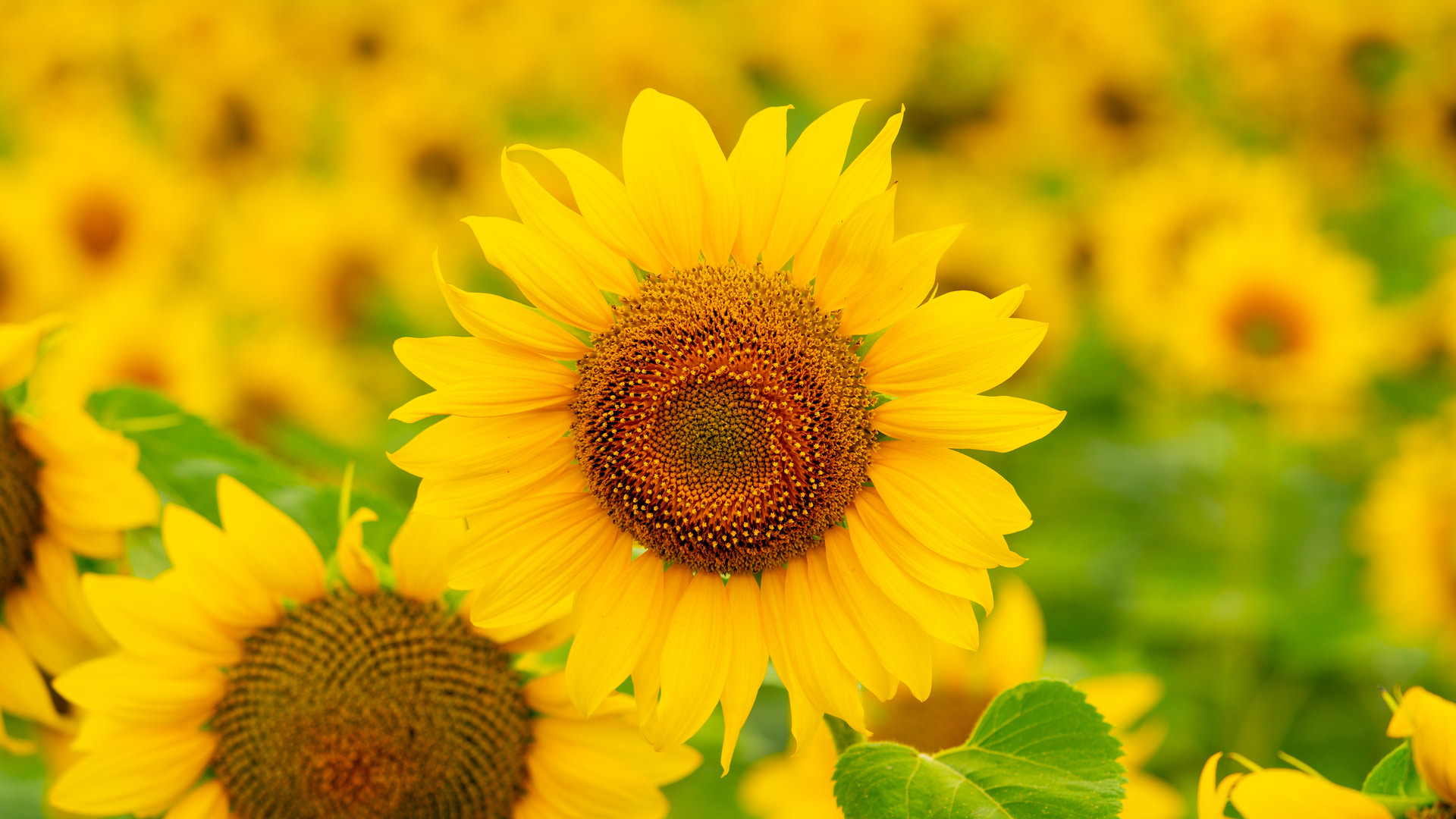夏天田野里盛开的向日葵 (© Arsgera/Shutterstock)