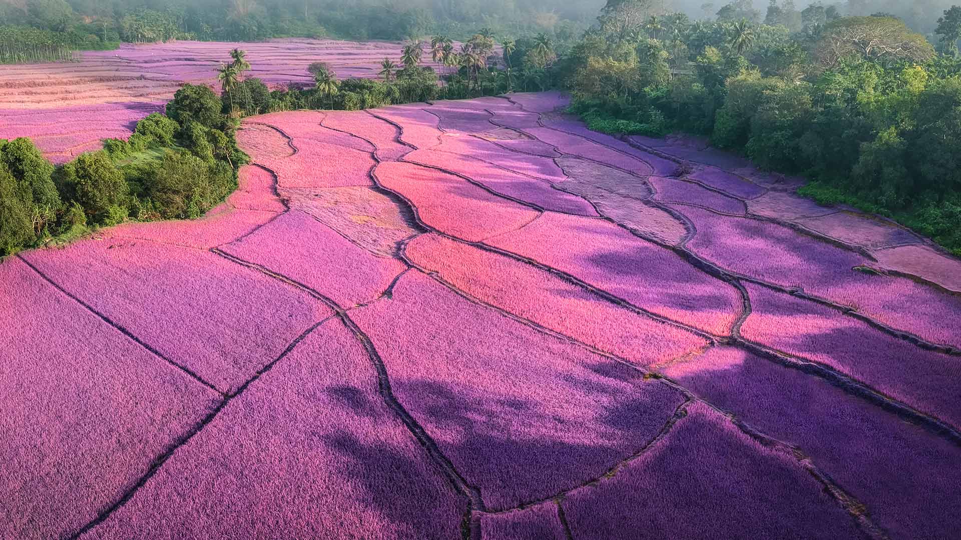 日出时分薄雾笼罩下的薰衣草田，印度 (© Amith Nag Photography/Getty Images)