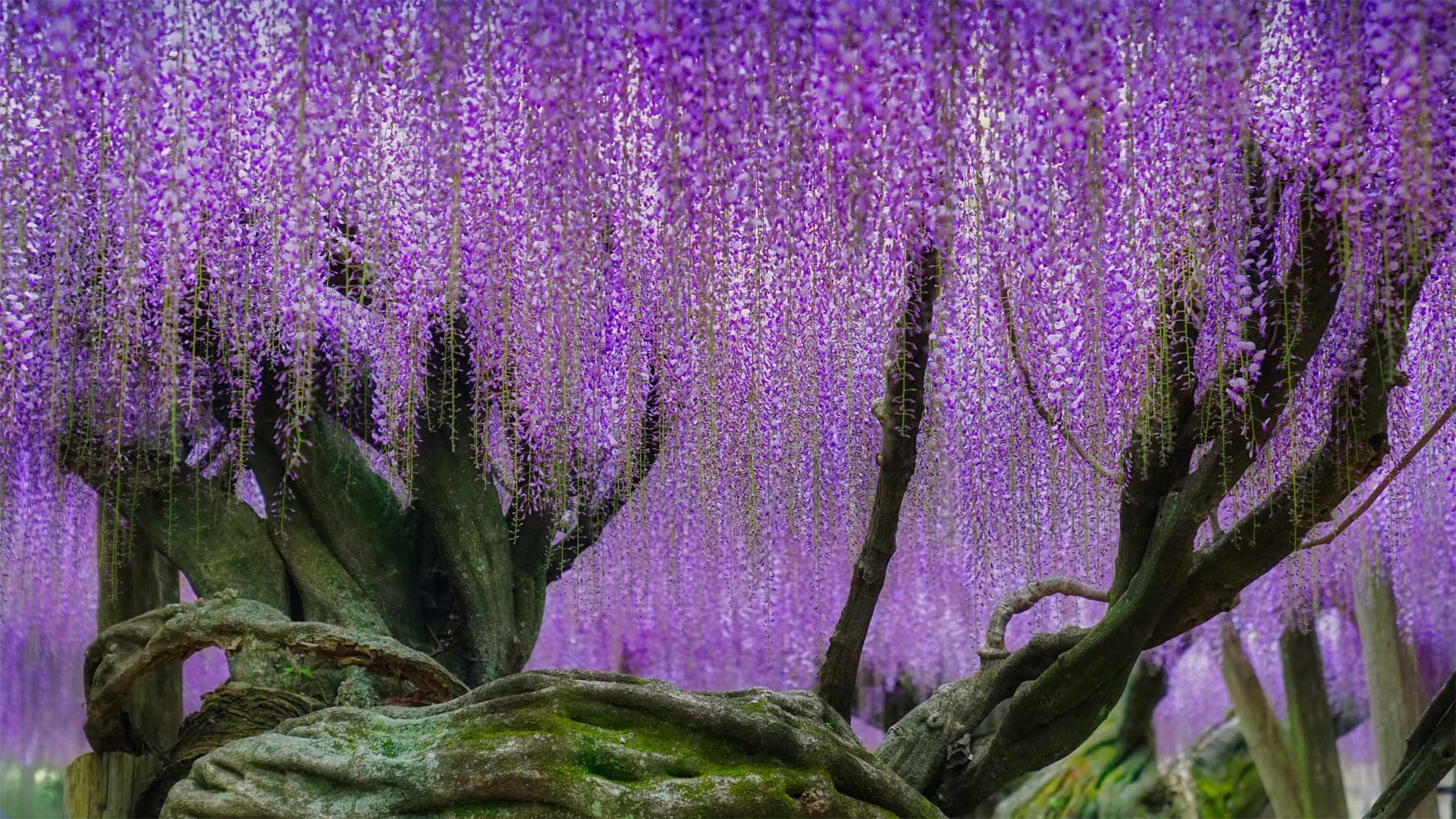 河内藤园里梦幻的紫藤花，日本北九州市 (© Steve Tan C K Photography/Getty Images)
