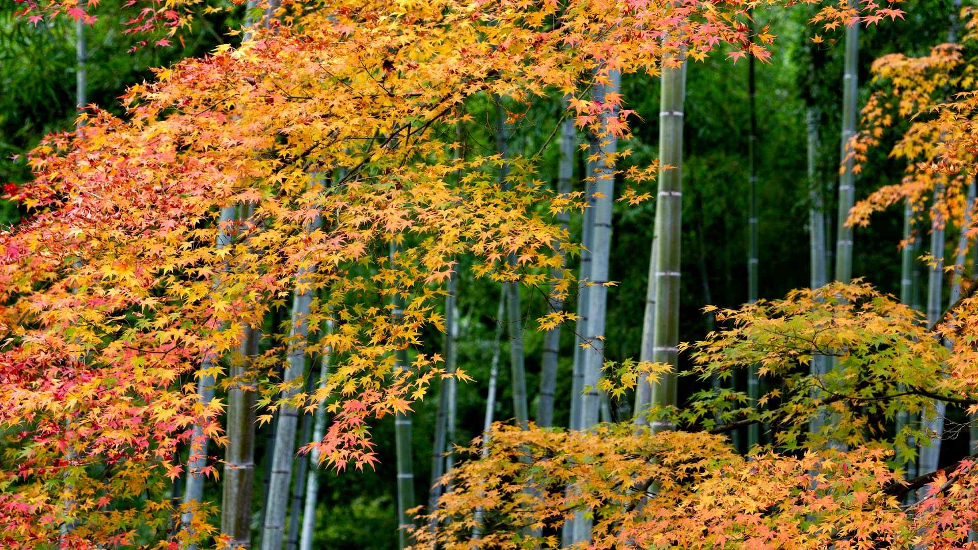 岚山缤纷的枫叶与竹林, 京都, 日本 (© DoctorEgg/Getty Images)