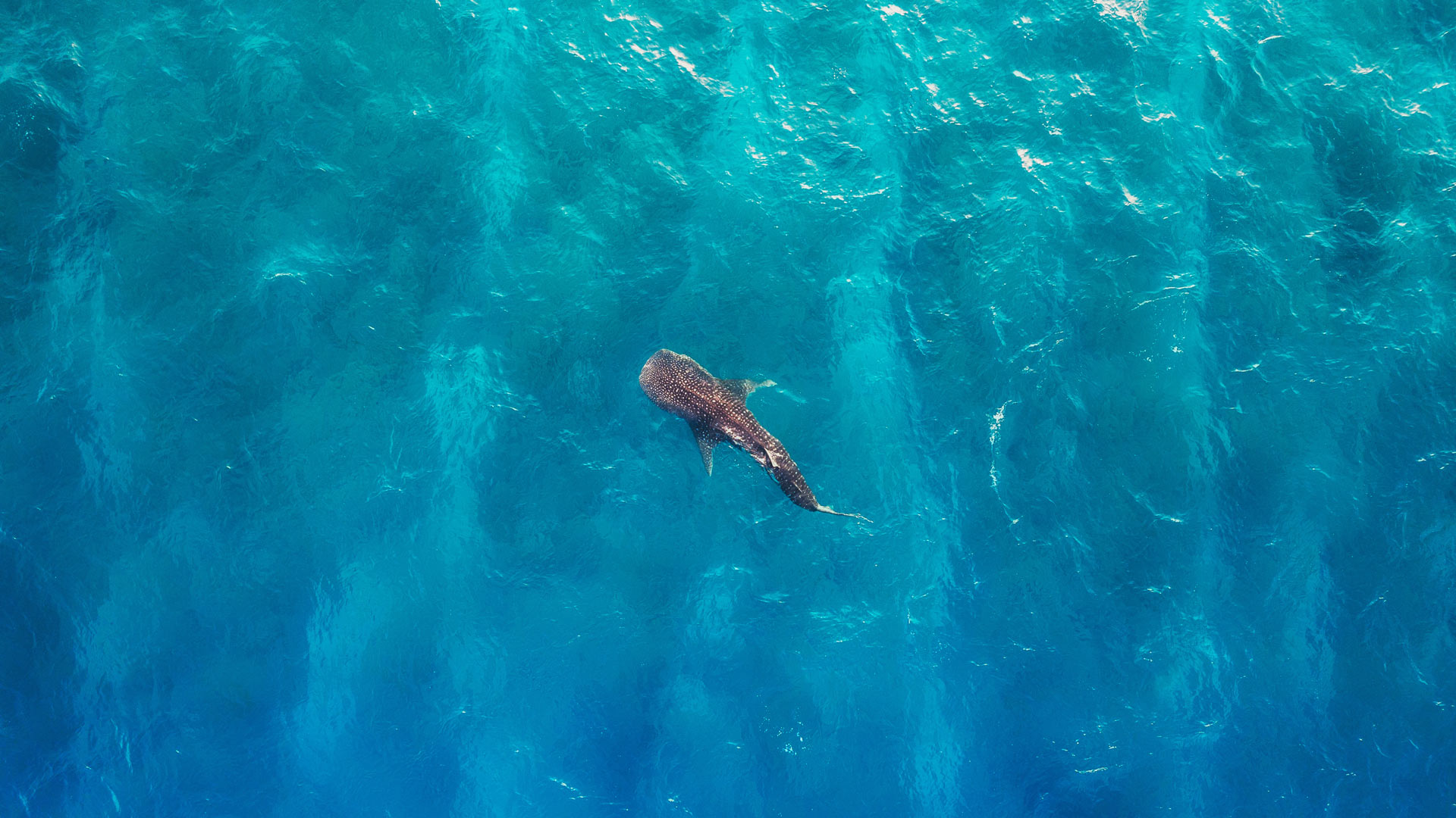 阿里夫达鲁环礁海岸的鲸鲨, 马尔代夫 (© Bachir Moukarzel/Amazing Aerial Agency)