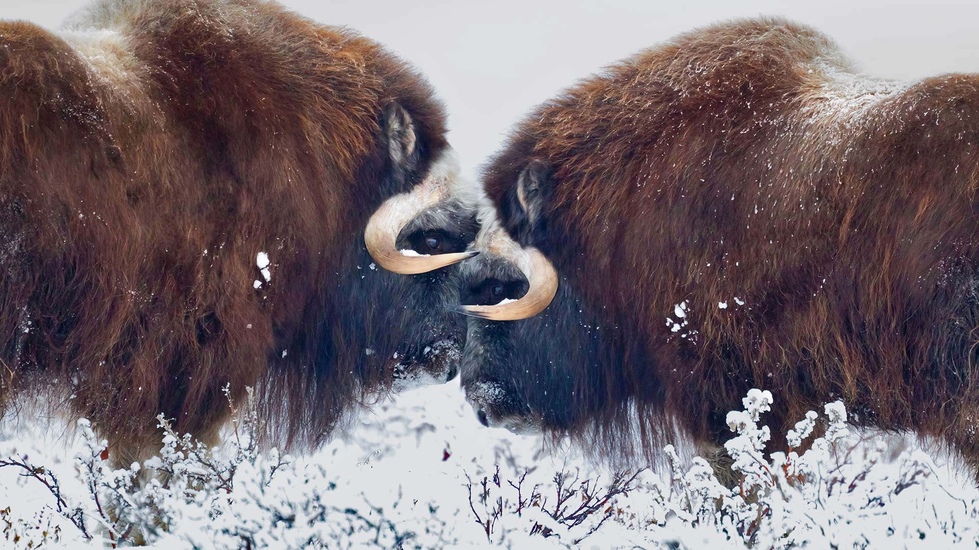 阿拉斯加普拉德霍湾附近的雄性麝牛 (© Oliver Smart/Alamy)