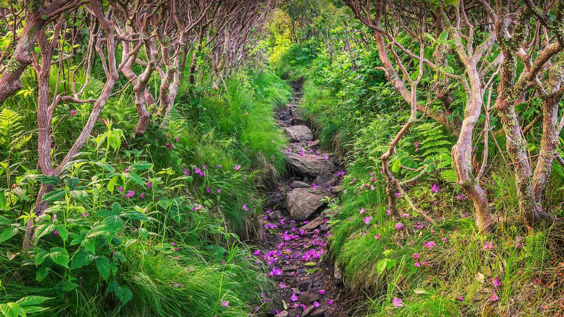 飘落的杜鹃花瓣铺在Grassy Ridge Bald山的小径上，北卡罗莱纳州皮斯加国家森林 (© aheflin/Getty Images Plus)