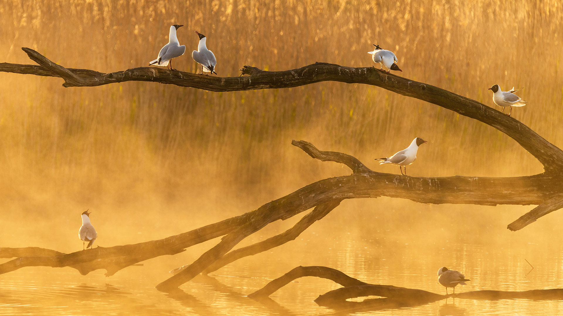 La Brenne的海鸥，法国 (© SandyS/Alamy)