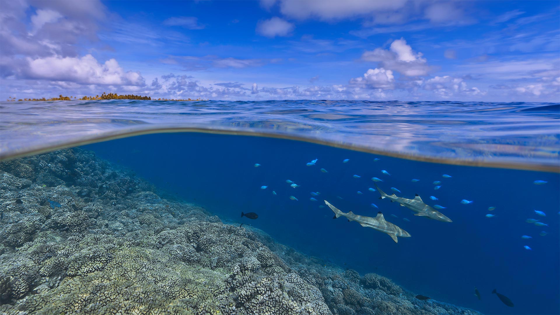 大溪地海岸附近的乌翅真鲨，法属波利尼西亚 (© Paul Mckenzie/Minden Pictures)