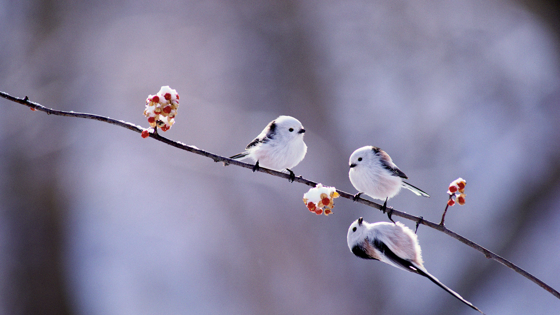 春回大地 万物复苏 【今日立春】长尾山雀，日本 (© Gouichi Wada/Nature Production/MINDEN PICTURES INC)